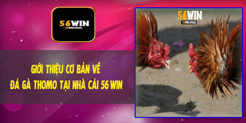 Giới Thiệu Cơ Bản Về Đá Gà Thomo Tại Nhà Cái 56Win