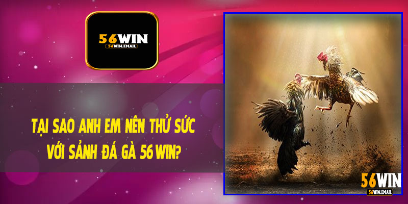 Tại Sao Anh Em Nên Thử Sức Với Sảnh Đá Gà 56Win?