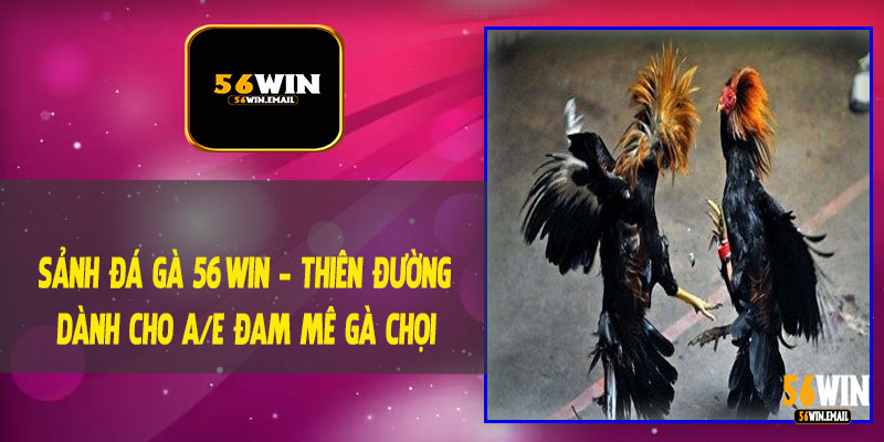 Sảnh Đá Gà 56Win - Thiên Đường Dành Cho A/E Đam Mê Gà Chọi